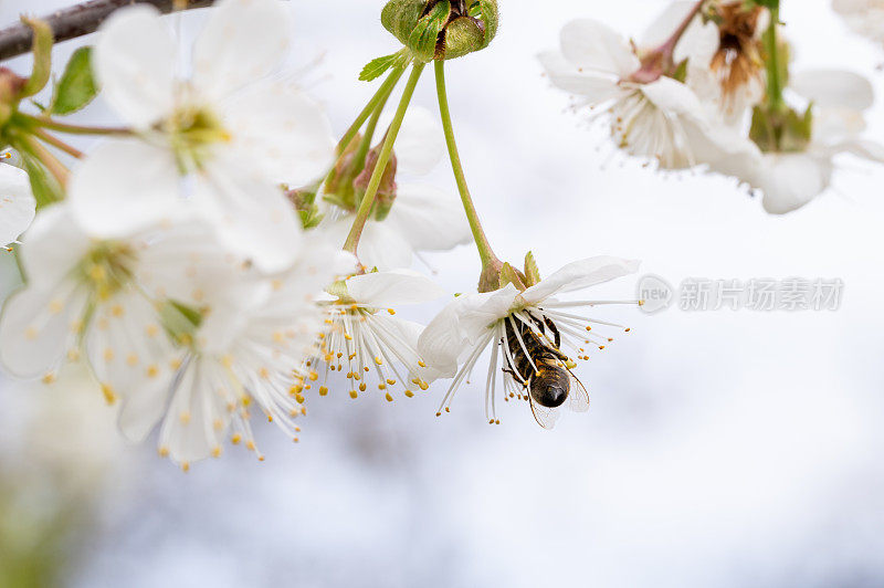 酸樱桃(Prunus cerasus)树在花园里与授粉的蜜蜂一起开花